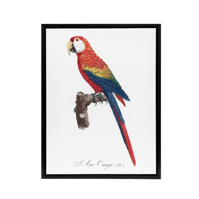 "Artery8 Scarlet Macaw Parrot Francois Levaillant Framed Canvas Wall Art Print in White - Size: W18"" x H24""" - image 1