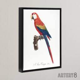 "Artery8 Scarlet Macaw Parrot Francois Levaillant Framed Canvas Wall Art Print in White - Size: W18"" x H24""" - thumbnail 2