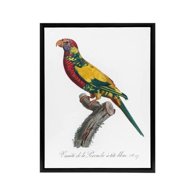 "Artery8 The Rainbow Lorikeet Parrot Levaillant Framed Canvas Wall Art Print in White - Size: W12"" x H16""" - image 1