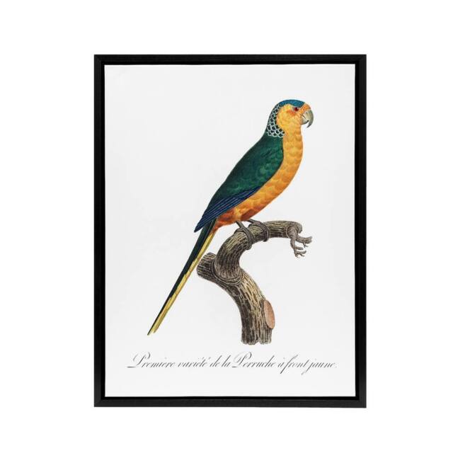"Artery8 The Yellow Fronted Parakeet Levaillant Framed Canvas Wall Art Print in White - Size: W12"" x H16""" - image 1