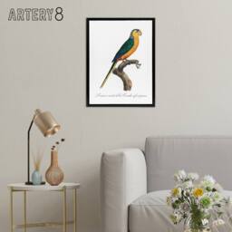 "Artery8 The Yellow Fronted Parakeet Levaillant Framed Canvas Wall Art Print in White - Size: W12"" x H16""" - thumbnail 3
