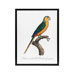 "Artery8 The Yellow Fronted Parakeet Levaillant Framed Canvas Wall Art Print in White - Size: W12"" x H16""" - thumbnail 1