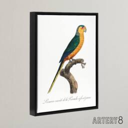 "Artery8 The Yellow Fronted Parakeet Levaillant Framed Canvas Wall Art Print in White - Size: W12"" x H16""" - thumbnail 2