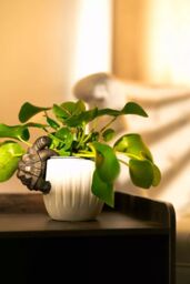 Marco Paul Tortoise Plant Pot Hanger Weather Proof in Bronze - thumbnail 4