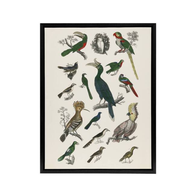 "Artery8 Various Birds Illustration Goldsmith Black Framed Canvas Wall Art in White - Size: W12"" x H16""" - image 1