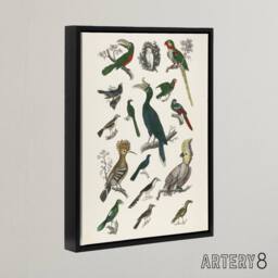 "Artery8 Various Birds Illustration Goldsmith Black Framed Canvas Wall Art in White - Size: W12"" x H16""" - thumbnail 2