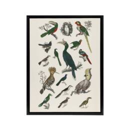 "Artery8 Various Birds Illustration Goldsmith Black Framed Canvas Wall Art in White - Size: W12"" x H16""" - thumbnail 1