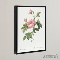 "Artery8 Boursault Rose Floral Redoute Vintage Black Framed Canvas Wall Art in White - Size: W12"" x H16""" - thumbnail 2