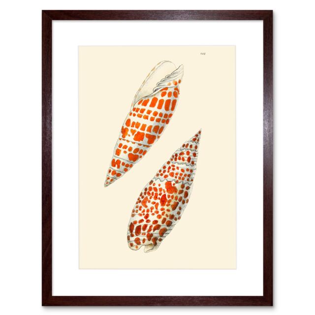 "Artery8 Wall Art Print Seashell Orange Spotted Conical Art Framed 9x7 inch in Brown - Size: W7"" x H9""" - image 1