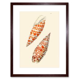 "Artery8 Wall Art Print Seashell Orange Spotted Conical Art Framed 9x7 inch in Brown - Size: W7"" x H9""" - thumbnail 1