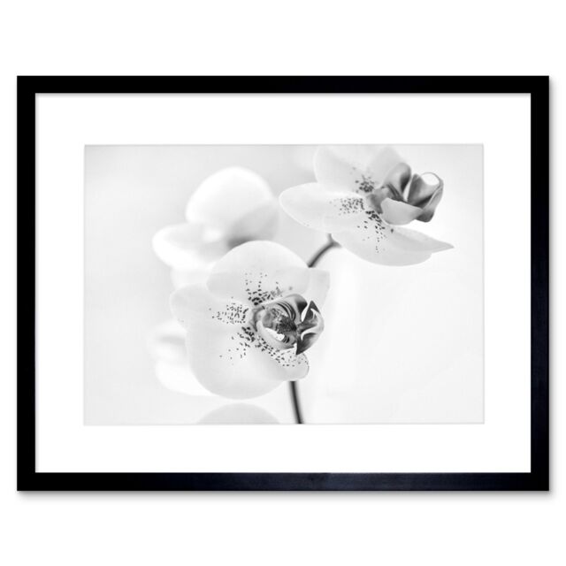 "Artery8 Photo Nature Plant Orchid Flower Black White 12x16"" Framed Art Print - Size: W12"" x H16""" - image 1