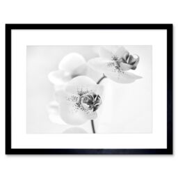 "Artery8 Photo Nature Plant Orchid Flower Black White 12x16"" Framed Art Print - Size: W12"" x H16""" - thumbnail 1
