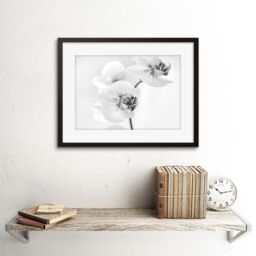 "Artery8 Photo Nature Plant Orchid Flower Black White 12x16"" Framed Art Print - Size: W12"" x H16""" - thumbnail 2