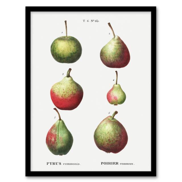 "Artery8 Pear Fruit Varieties Redoute Vintage Framed Wall Art Print in White - Size: W12"" x H16""" - image 1