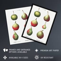 "Artery8 Pear Fruit Varieties Redoute Vintage Framed Wall Art Print in White - Size: W12"" x H16""" - thumbnail 2