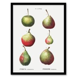 "Artery8 Pear Fruit Varieties Redoute Vintage Framed Wall Art Print in White - Size: W12"" x H16""" - thumbnail 1