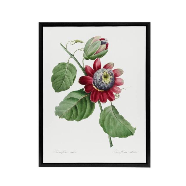 "Artery8 Passion Flower Illustration Redoute Black Framed Canvas Wall Art in White - Size: W12"" x H16""" - image 1