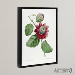"Artery8 Passion Flower Illustration Redoute Black Framed Canvas Wall Art in White - Size: W12"" x H16""" - thumbnail 2