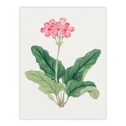 Artery8 Vintage Japan Botanical Framed Wall Art Print Sakura Flower in Pink - Size: A4 - thumbnail 3