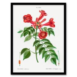 Artery8 Pierre Joseph Redoute Framed Wall Art Print Trumpet Vine Flowers in White - Size: A4 - thumbnail 1