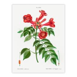 Artery8 Pierre Joseph Redoute Framed Wall Art Print Trumpet Vine Flowers in White - Size: A4 - thumbnail 3