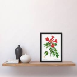 Artery8 Pierre Joseph Redoute Framed Wall Art Print Trumpet Vine Flowers in White - Size: A4 - thumbnail 2