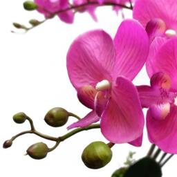 Leaf Botanik 85cm Dark Pink Artificial Orchid - thumbnail 5