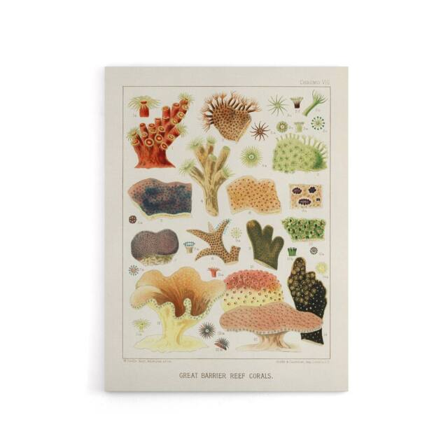 "Artery8 Great Barrier Reef Corals Illustration Kent Canvas Wall Art Print in White - Size: W18"" x H24""" - image 1