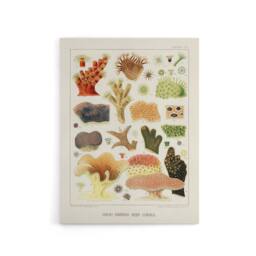 "Artery8 Great Barrier Reef Corals Illustration Kent Canvas Wall Art Print in White - Size: W18"" x H24""" - thumbnail 1
