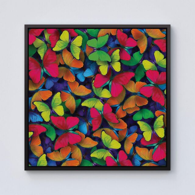 Warren Reed - Designer Rainbow Butterflies Framed Canvas in Black - Size: w10 inch x h10 inch - image 1
