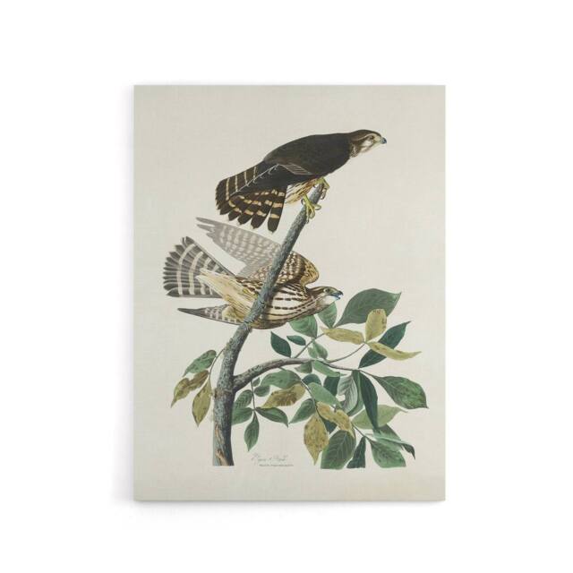 "Artery8 Birds of America Pigeon Hawk Audubon Nature Canvas Wall Art in White - Size: W18"" x H24""" - image 1