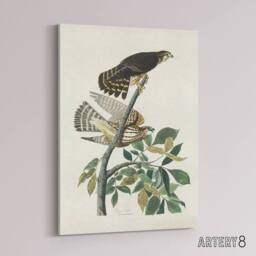 "Artery8 Birds of America Pigeon Hawk Audubon Nature Canvas Wall Art in White - Size: W18"" x H24""" - thumbnail 2