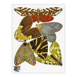Artery8 Eugene Seguy Framed Wall Art Print Vintage Butterfly Illustration - Size: A4 - thumbnail 3