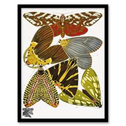 Artery8 Eugene Seguy Framed Wall Art Print Vintage Butterfly Illustration - Size: A4 - thumbnail 1