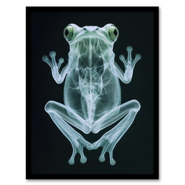 Artery8 Frog Teal Green Dark Luminescent Xray Effect Framed Art Print in Black - Size: A4 - image 1