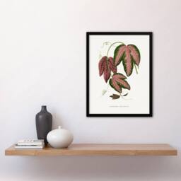 Artery8 AF Lydon B Fawcett Passiflora Trifasciata Leaves Framed Wall Art Print in White - Size: A4 - thumbnail 4