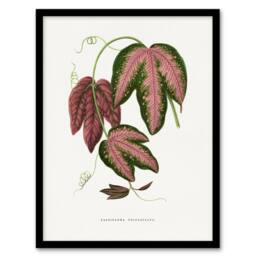 Artery8 AF Lydon B Fawcett Passiflora Trifasciata Leaves Framed Wall Art Print in White - Size: A4 - thumbnail 1