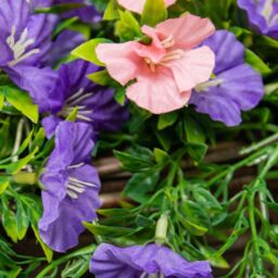Primrose Pair of Large Artificial Petunia Flowers Rattan Hanging Basket Decoration Purple & Pink 30cm in Green - thumbnail 6
