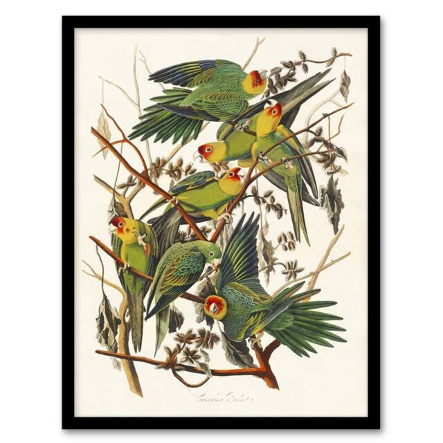 Artery8 Carolina Parakeet Parrot Audubon Nature Framed Wall Art Print in White - Size: A4 - image 1