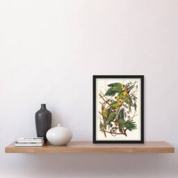 Artery8 Carolina Parakeet Parrot Audubon Nature Framed Wall Art Print in White - Size: A4 - thumbnail 4