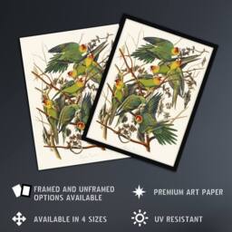 Artery8 Carolina Parakeet Parrot Audubon Nature Framed Wall Art Print in White - Size: A4 - thumbnail 2