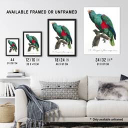 "Artery8 Eclectus Roratus Parrot Francois Levaillant Framed Wall Art Print in White - Size: W12"" x H16""" - thumbnail 3