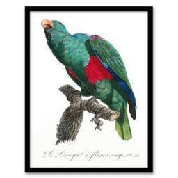 "Artery8 Eclectus Roratus Parrot Francois Levaillant Framed Wall Art Print in White - Size: W12"" x H16""" - thumbnail 1