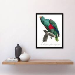 "Artery8 Eclectus Roratus Parrot Francois Levaillant Framed Wall Art Print in White - Size: W12"" x H16""" - thumbnail 4