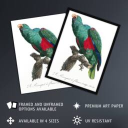 "Artery8 Eclectus Roratus Parrot Francois Levaillant Framed Wall Art Print in White - Size: W12"" x H16""" - thumbnail 2