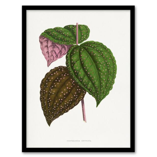 Artery8 AF Lydon Benjamin Fawcett Bertolonia Guttata Leaves Framed Art Print in White - Size: A4 - image 1