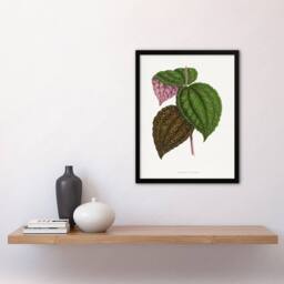 Artery8 AF Lydon Benjamin Fawcett Bertolonia Guttata Leaves Framed Art Print in White - Size: A4 - thumbnail 4