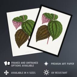 Artery8 AF Lydon Benjamin Fawcett Bertolonia Guttata Leaves Framed Art Print in White - Size: A4 - thumbnail 2