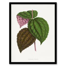 Artery8 AF Lydon Benjamin Fawcett Bertolonia Guttata Leaves Framed Art Print in White - Size: A4 - thumbnail 1