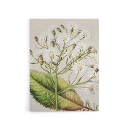 "Artery8 New Zealand Brachyglottis Hectorii Daisies Featon Canvas Art Print in Beige - Size: W12"" x H16""" - thumbnail 1